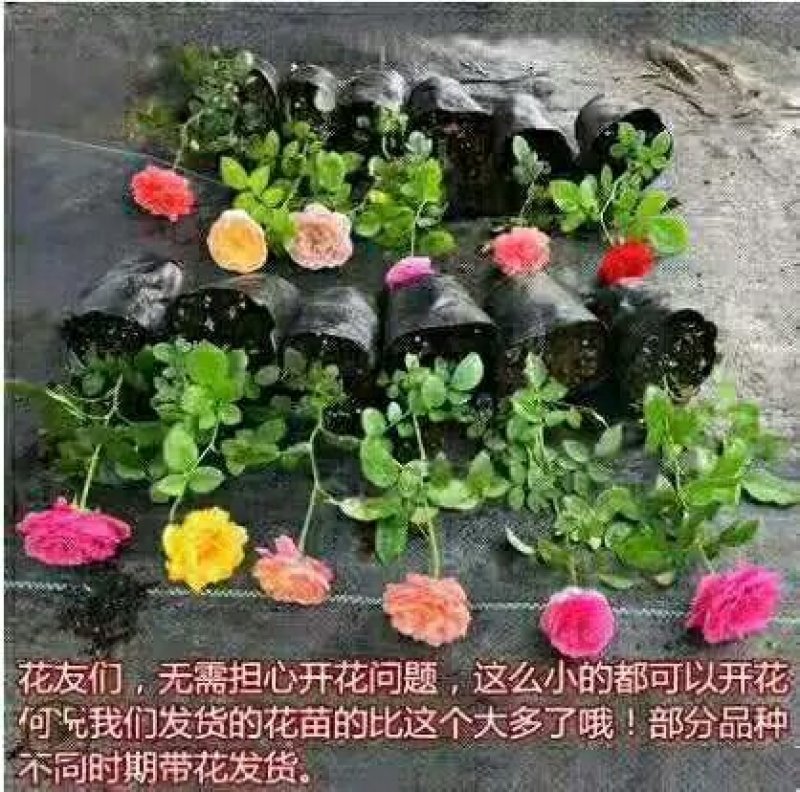 精品欧美月季苗