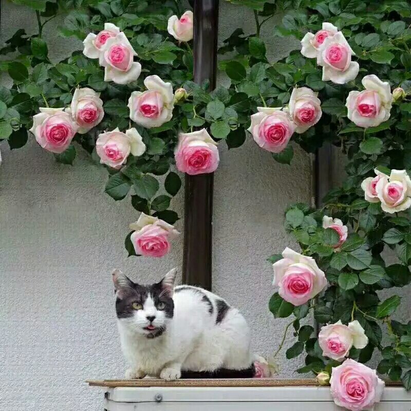 精品欧美月季苗