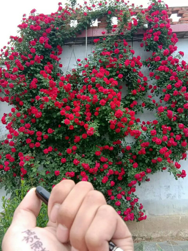 精品欧美月季苗