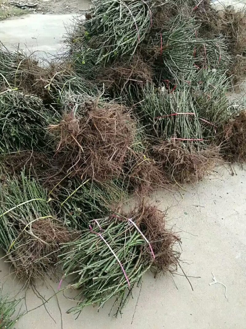 精品欧美月季苗
