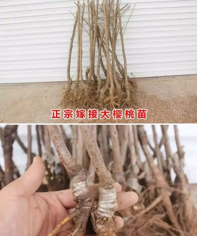 【聚便宜】黑珍珠樱桃苗包成活包品种放心苗车厘子樱桃苗