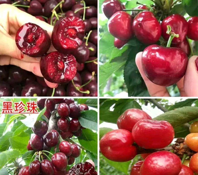 【聚便宜】黑珍珠樱桃苗包成活包品种放心苗车厘子樱桃苗
