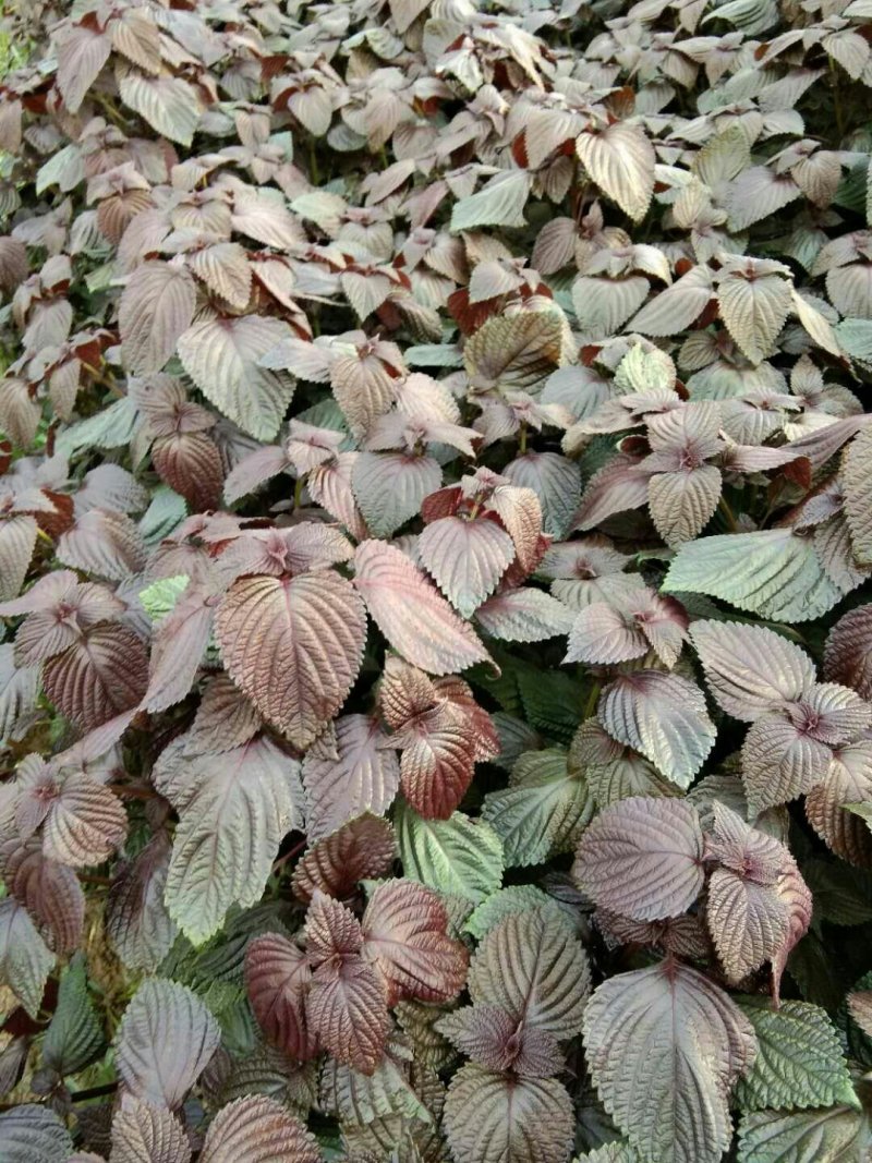 苏子紫苏子，线上交易，包邮，生熟都有