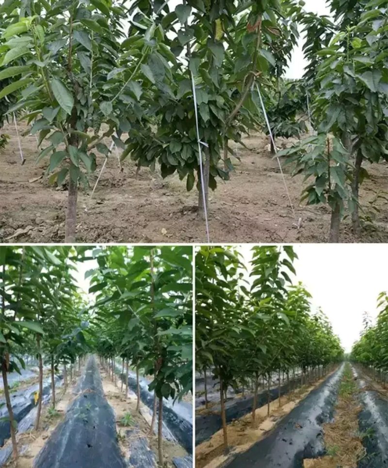 俄罗斯8号樱桃苗2年苗成活高欢迎实地选苗