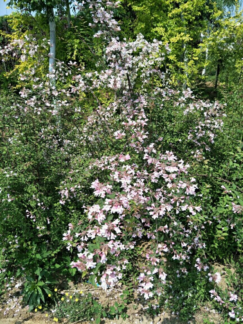 猥实80~100cm，苗圃直销