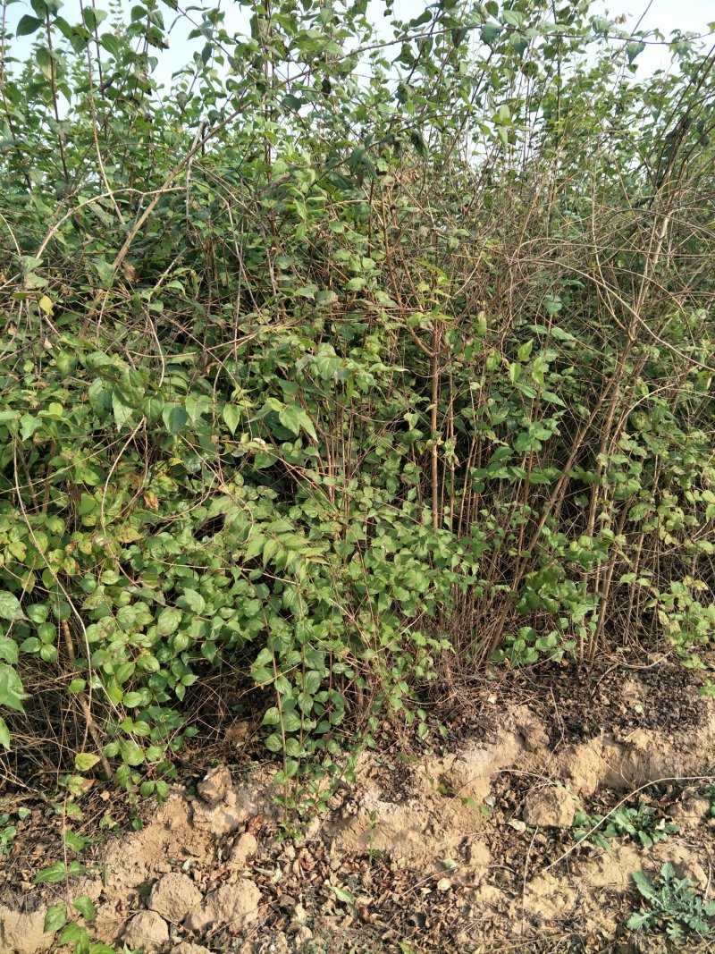 猥实80~100cm，苗圃直销