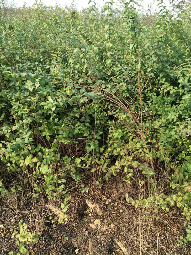 猥实80~100cm，苗圃直销