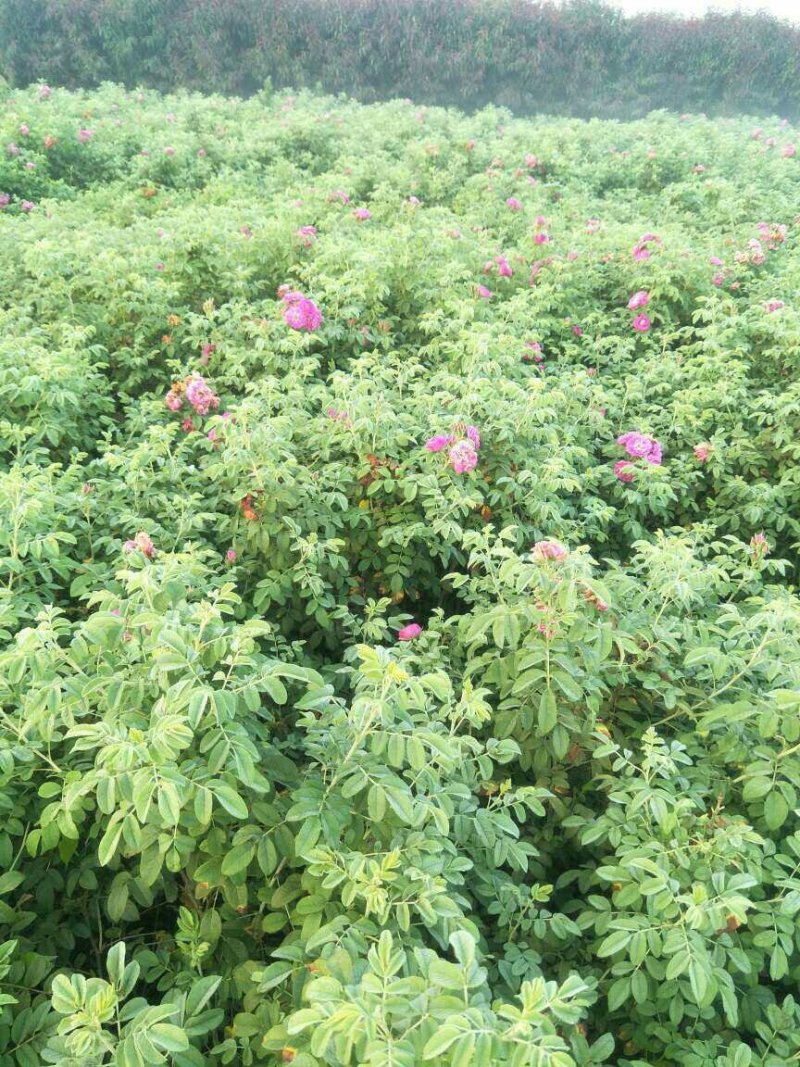 四季玫瑰，猥实，水荀子，醉鱼草，天目琼花