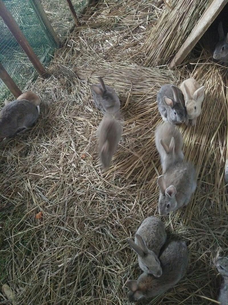 野兔种兔、包成活、可以视频挑选、免费提供技术