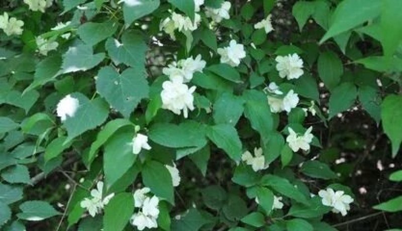 连翘2年以下70~90cm，苗圃低价出售