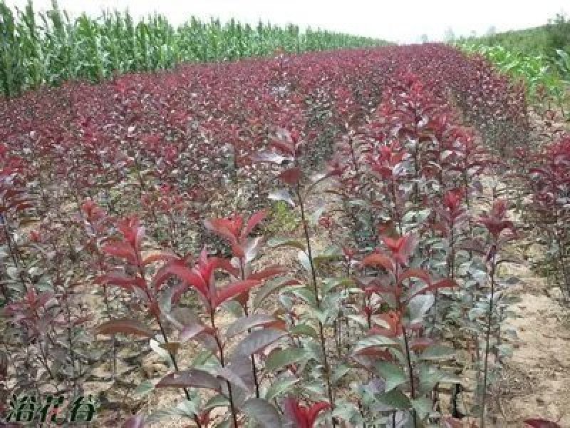 连翘2年以下70~90cm，苗圃低价出售