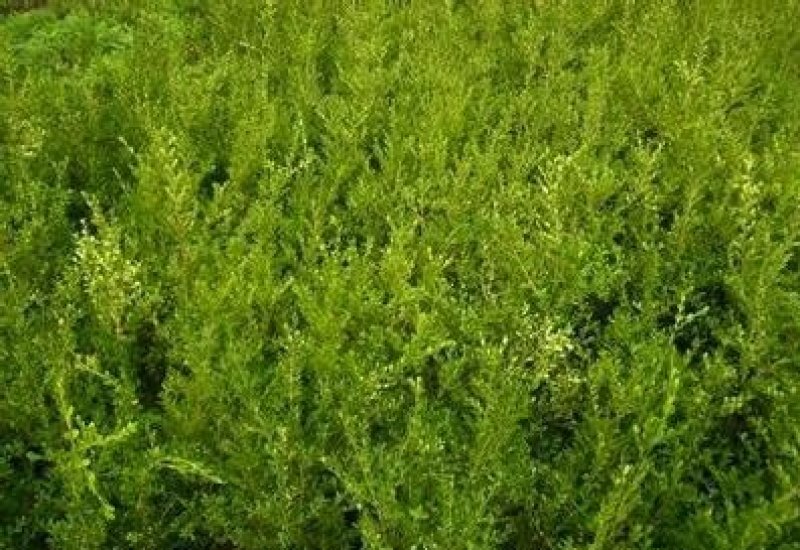 连翘2年以下70~90cm，苗圃低价出售