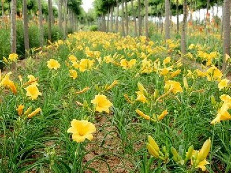 连翘2年以下70~90cm，苗圃低价出售
