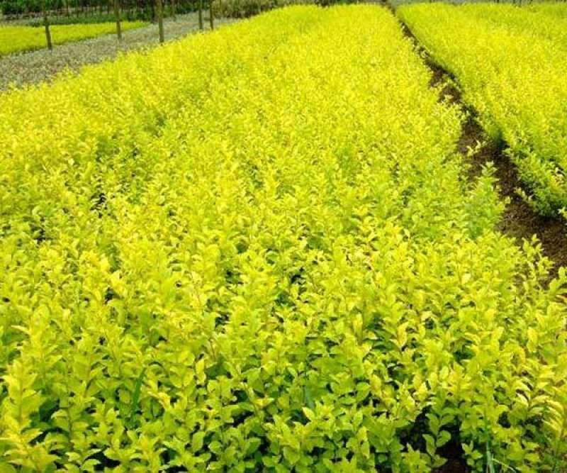 连翘2年以下70~90cm，苗圃低价出售