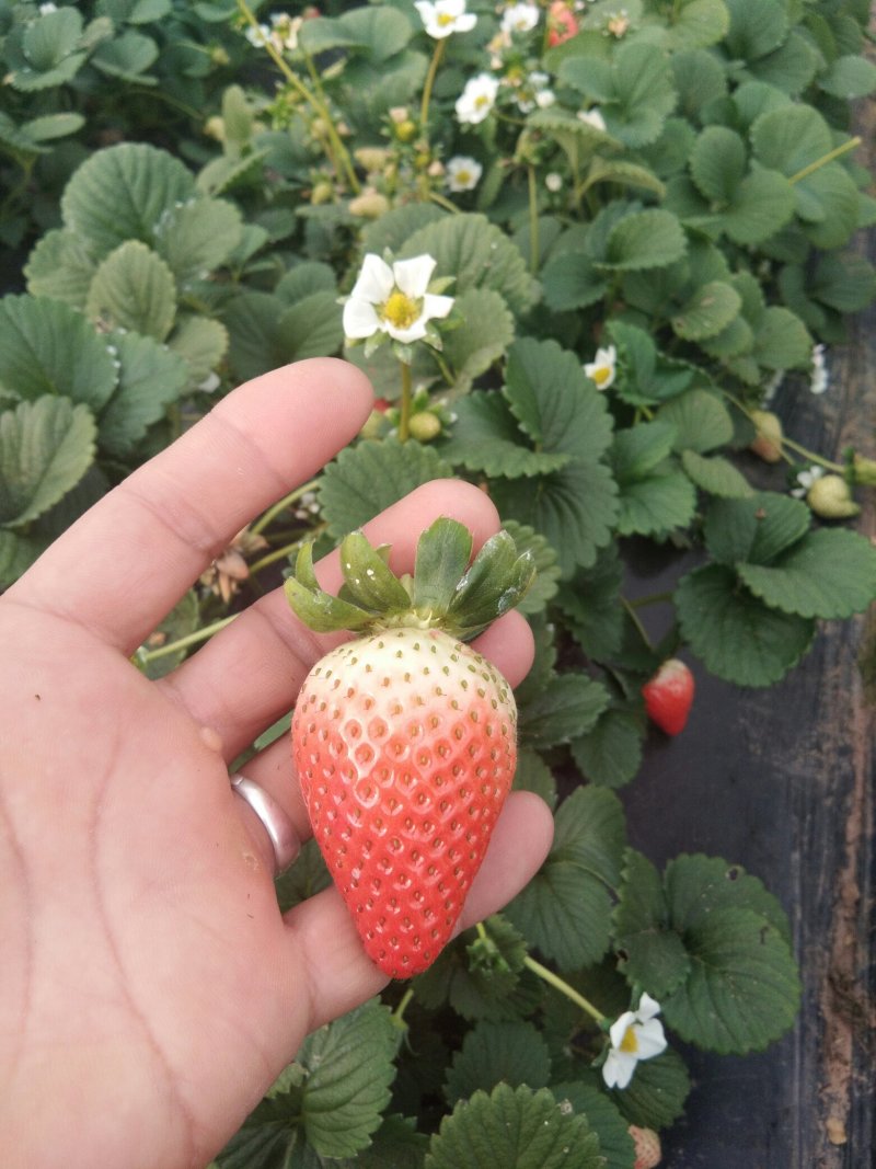 【草莓苗】甜查理草莓苗学盘草莓苗艳丽草莓苗圣安德瑞斯苗