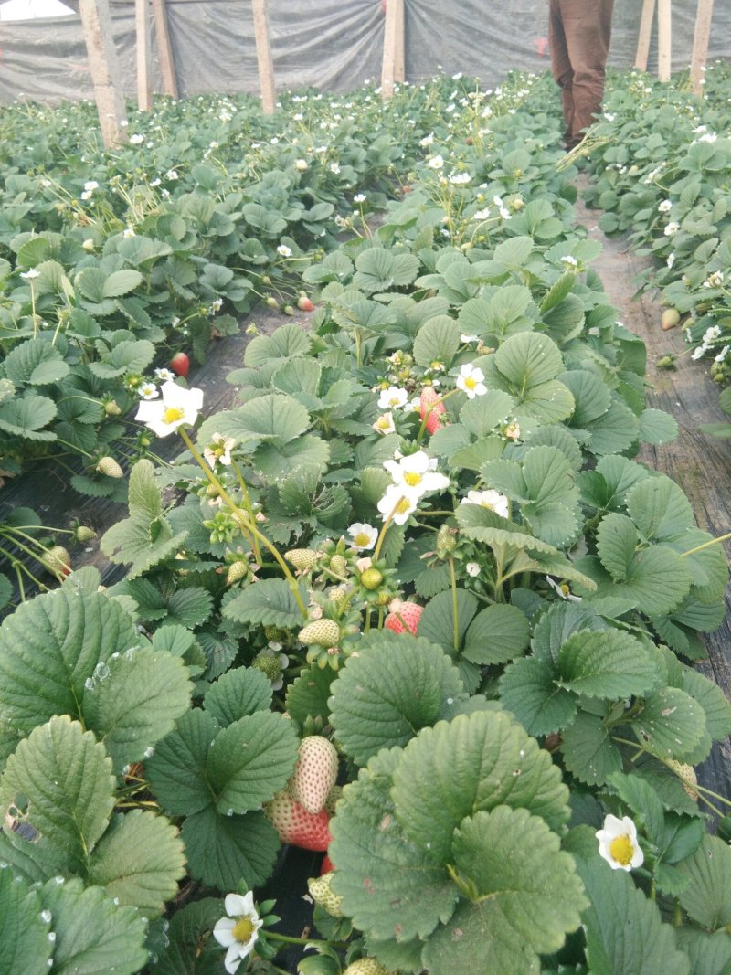 【草莓苗】甜查理草莓苗学盘草莓苗艳丽草莓苗圣安德瑞斯苗