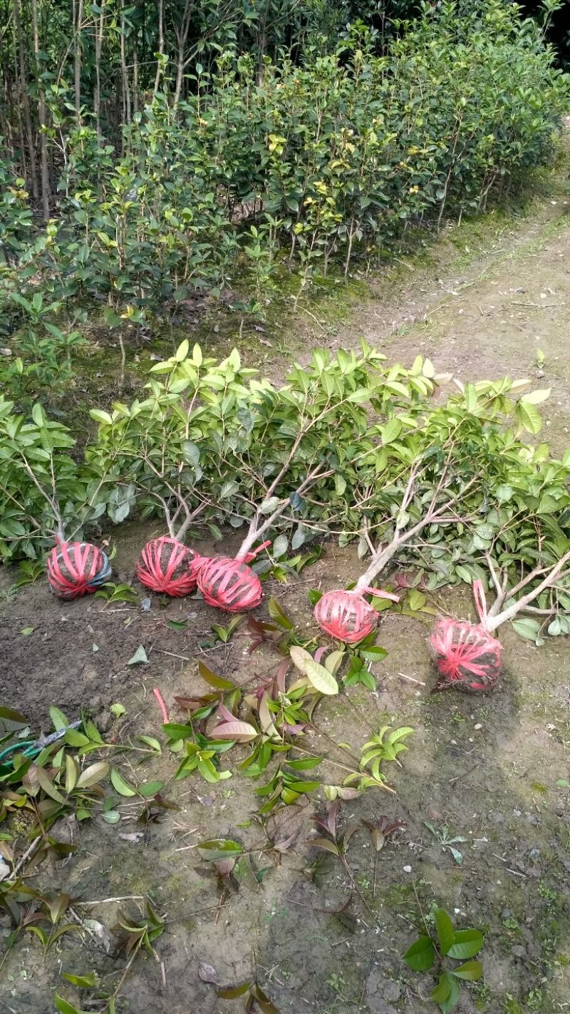 【桂花之乡自产自销】四季桂四季桂树一年四季开花批发价包邮