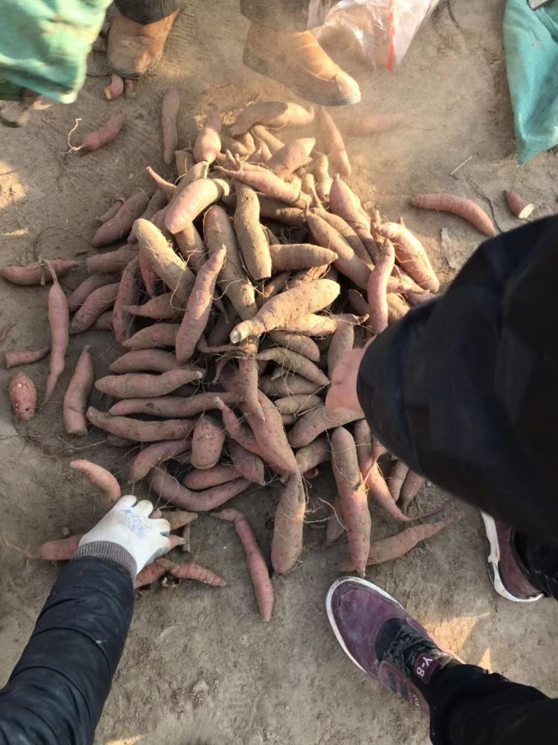 红薯种薯