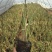 观赏草