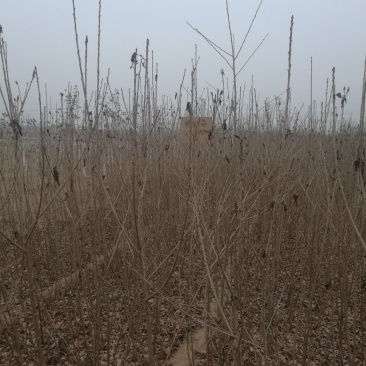 阳丰柿子苗，基地直发，质量保证，全国发货，欢迎联系