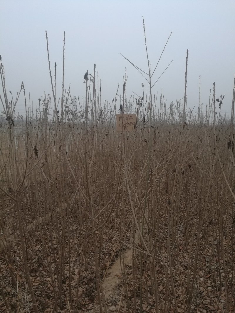 阳丰柿子苗，基地直发，质量保证，全国发货，欢迎联系