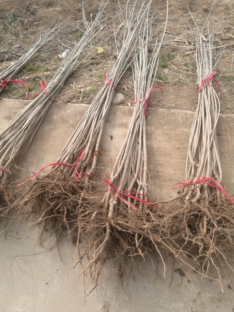 阳丰柿子苗，基地直发，质量保证，全国发货，欢迎联系