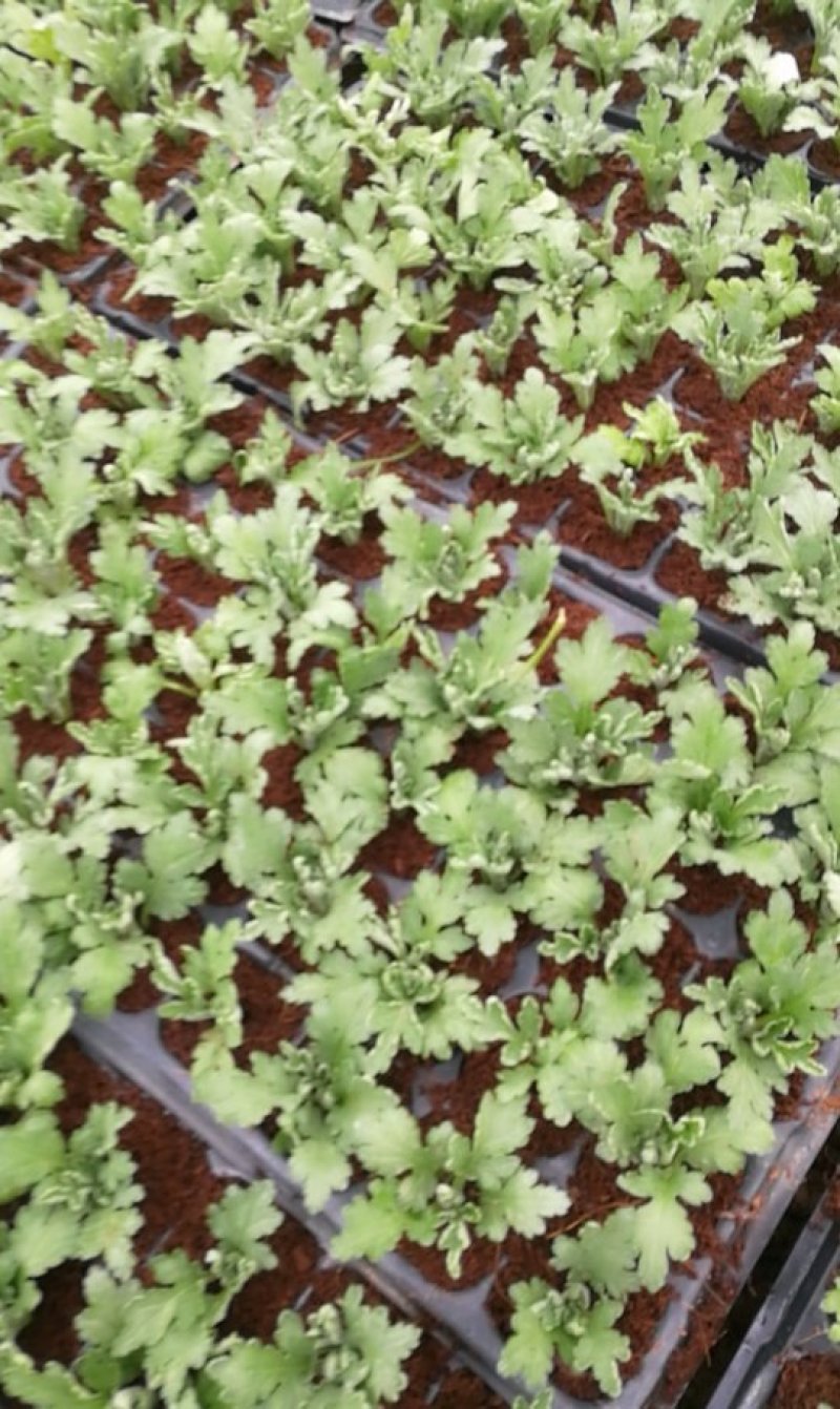 大菊花，乒乓球菊花苗火爆预订中