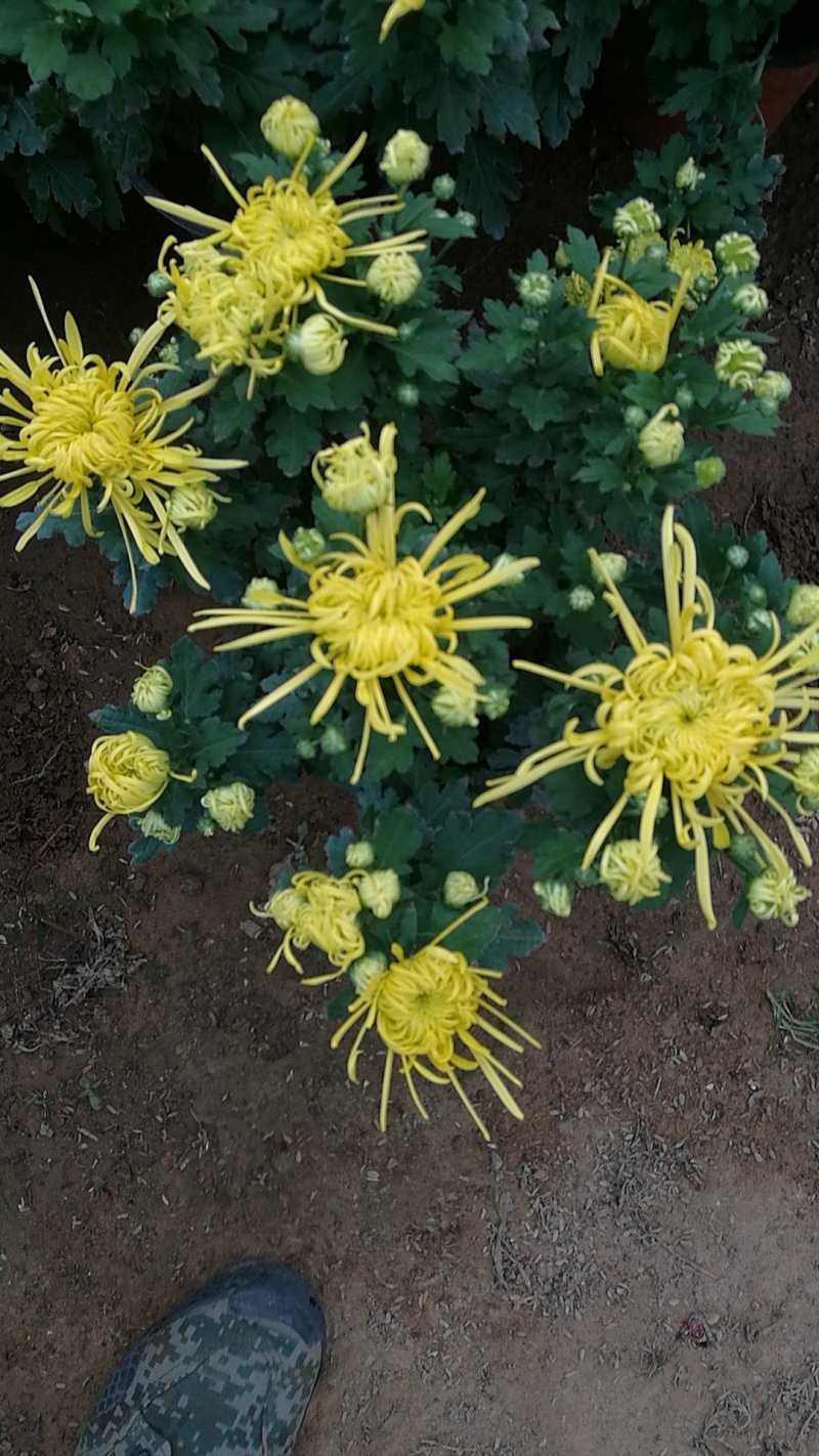 大菊花，乒乓球菊花苗火爆预订中