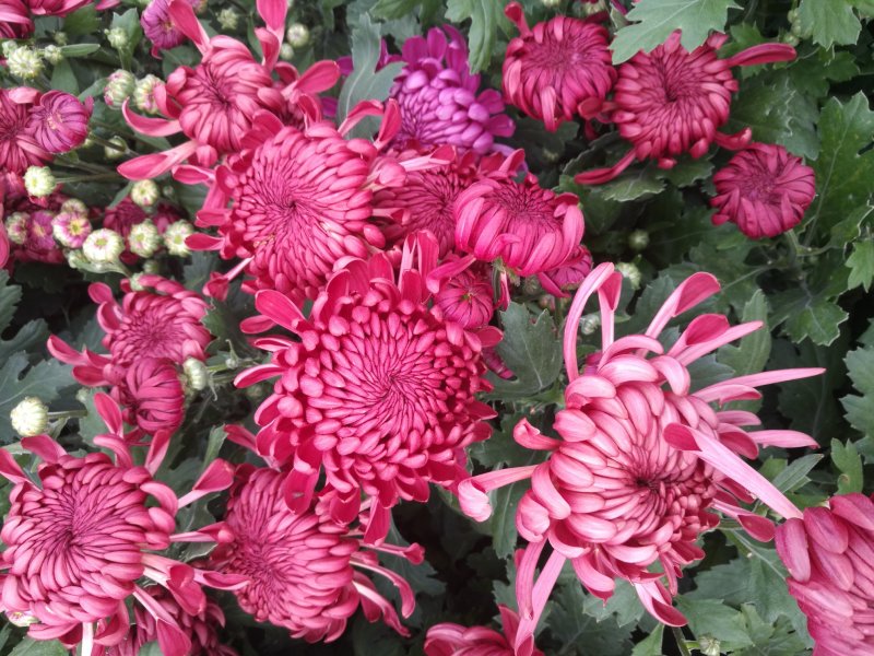 大菊花，乒乓球菊花苗火爆预订中