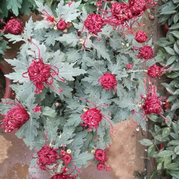大菊花，乒乓球菊花苗火爆预订中