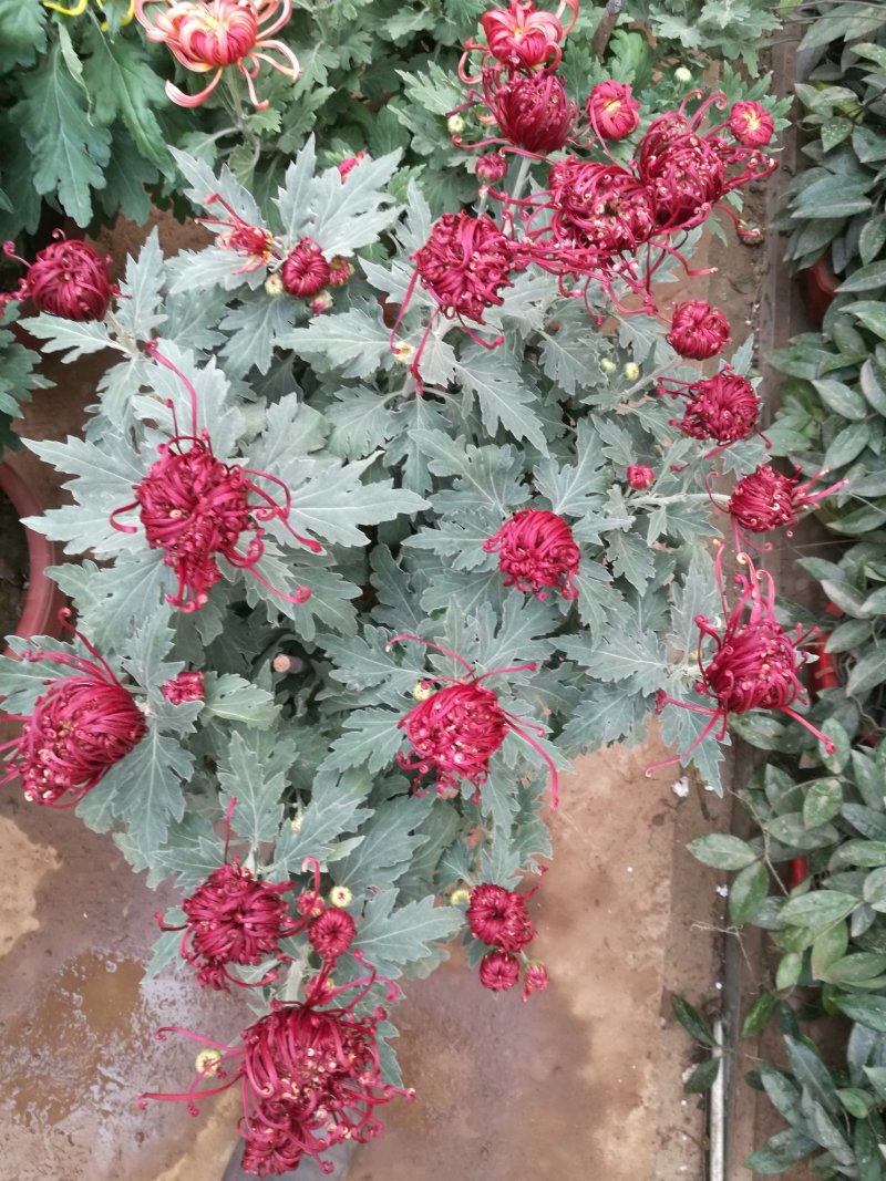 大菊花，乒乓球菊花苗火爆预订中