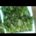 菠菜