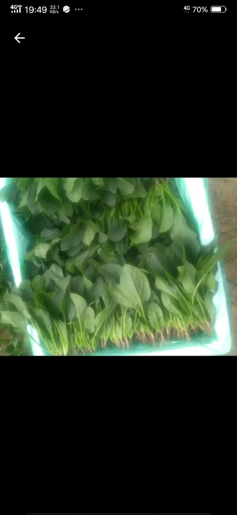 菠菜