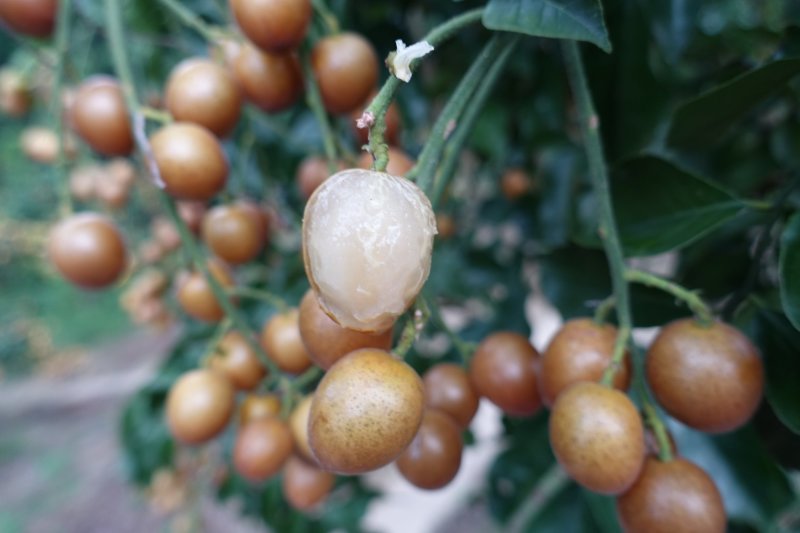 香蜜黑黄皮苗