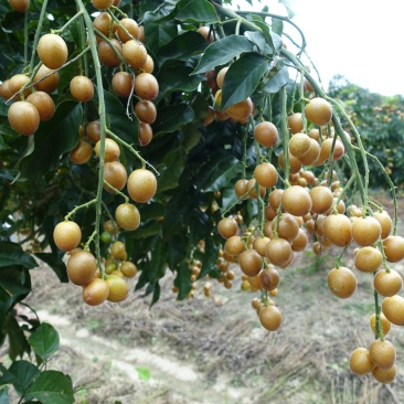 香蜜黑黄皮苗
