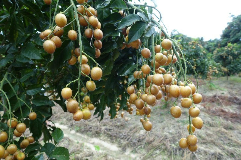 香蜜黑黄皮苗
