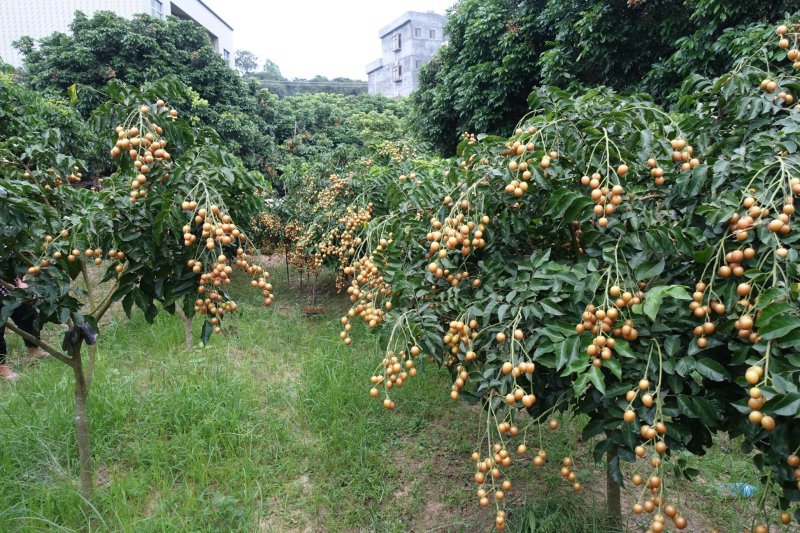 香蜜黑黄皮苗