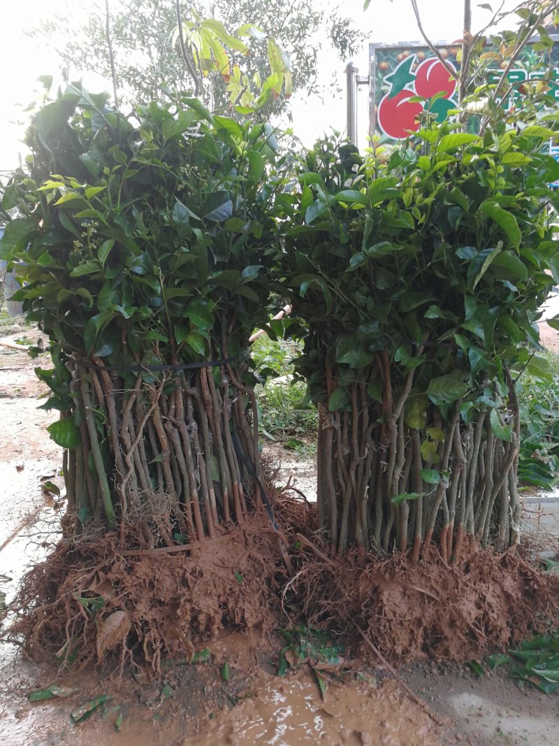 香蜜黑黄皮苗