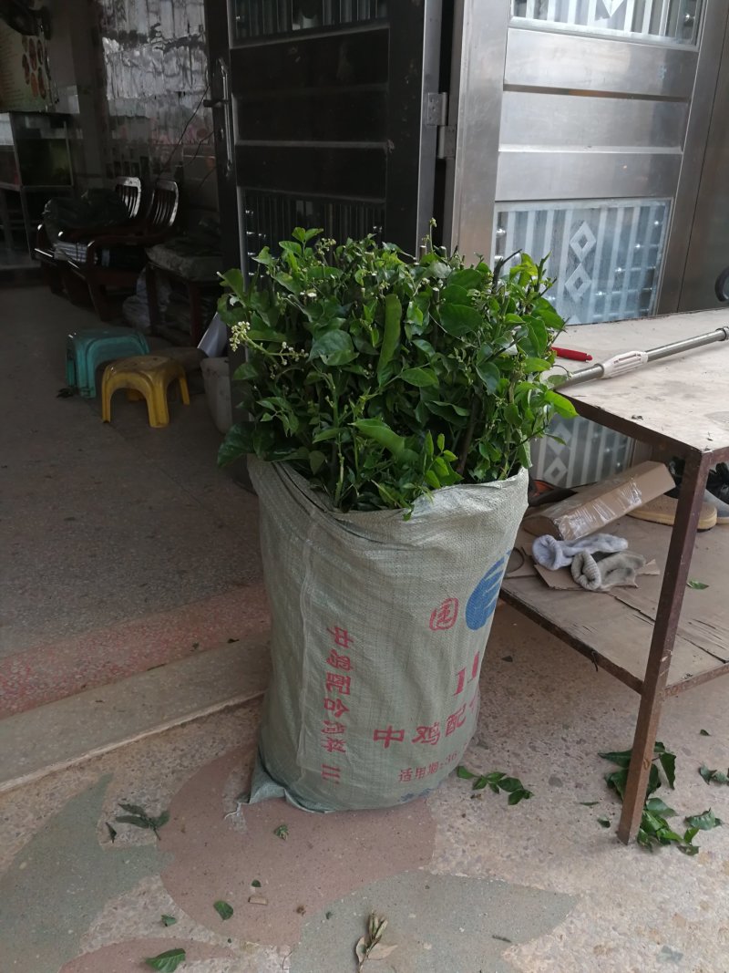 香蜜黑黄皮苗