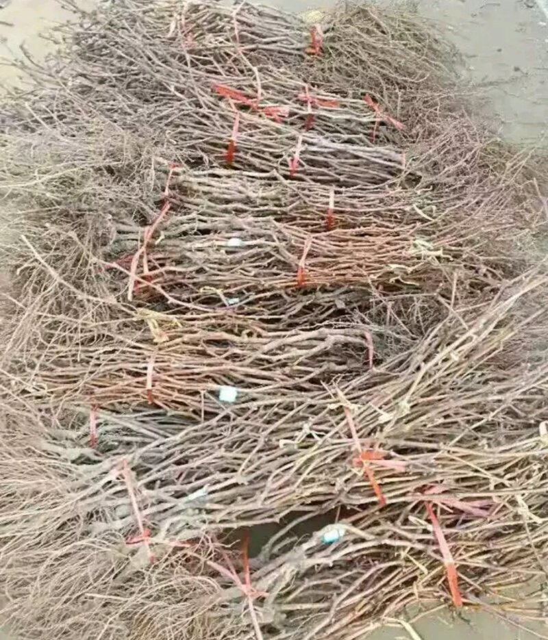 葡之梦葡萄苗成活高产量大放心苗《包邮》