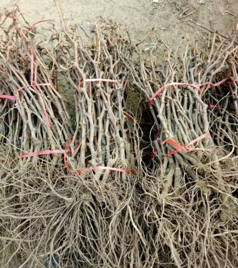 葡之梦葡萄苗成活高产量大放心苗《包邮》