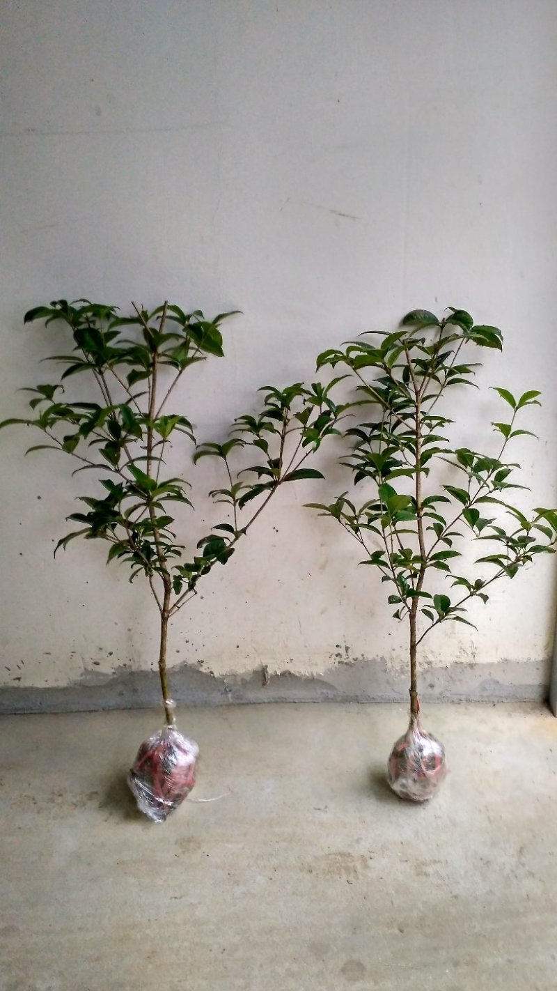 【桂花之乡自产自销】四季桂四季桂树一年四季开花批发价包邮