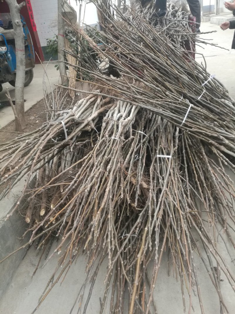 核桃嫁接苗，基地直供，量大价优，欢迎进店联系