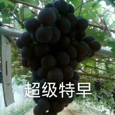 早夏无核葡萄苗假一赔十(每棵都精挑细选)