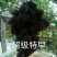 早夏无核葡萄苗假一赔十(每棵都精挑细选)