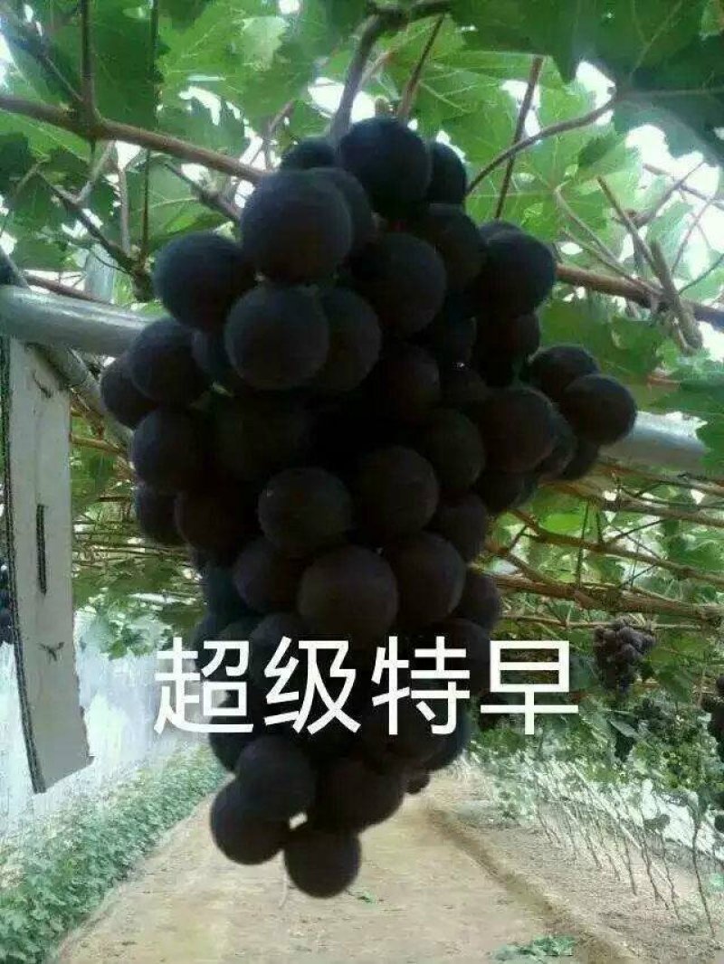 早夏无核葡萄苗假一赔十(每棵都精挑细选)