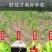 奶油柿子苗嫁接苗包正品包质量放心苗欢迎实地选苗