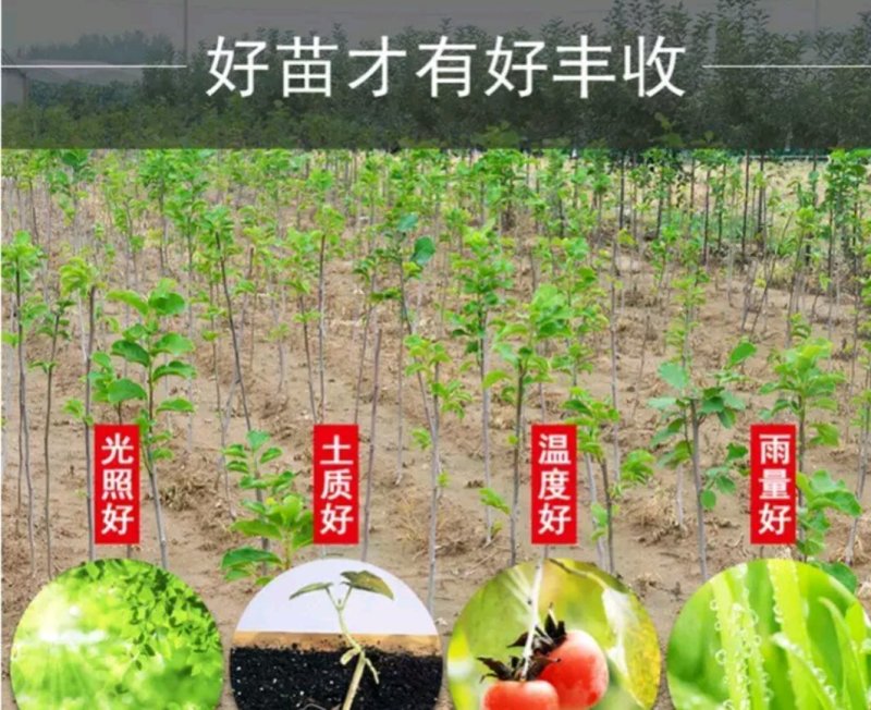 奶油柿子苗嫁接苗包正品包质量放心苗欢迎实地选苗