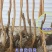 奶油柿子苗嫁接苗包正品包质量放心苗欢迎实地选苗