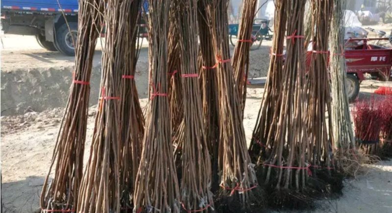奶油柿子苗嫁接苗包正品包质量放心苗欢迎实地选苗